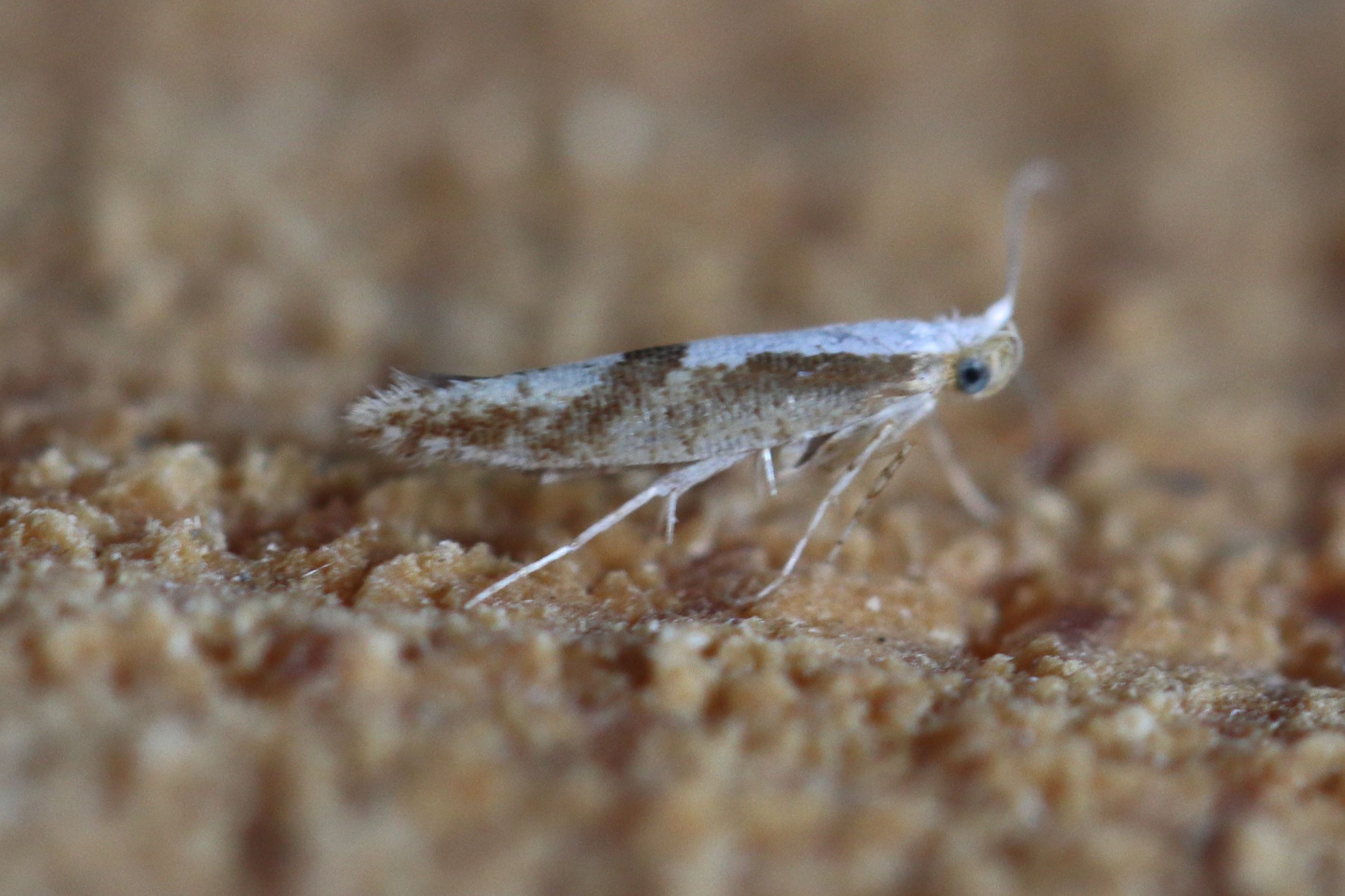 Photo of Hawthorn Argent (Argyresthia bonnetella)